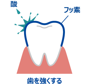 歯を強くする